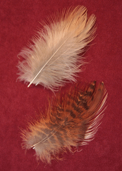 <tiger heron hackles>
